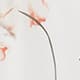 Light Serene Blossom