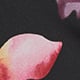 Dark Faded Tulips
