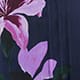 Midnight Orchid