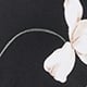 Serene Blossom