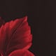 Garnet Botanica