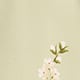 Spring Jasmine